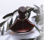 lindigene extrait de parfum
